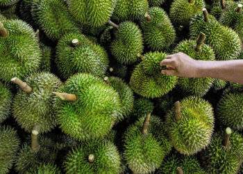 Thailand’s $3 durian livestream sales spark backlash amid potential glut