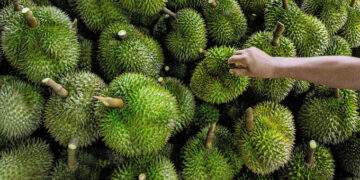 Thailand’s $3 durian livestream sales spark backlash amid potential glut