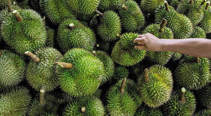 Thailand’s $3 durian livestream sales spark backlash amid potential glut