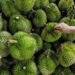 Thailand’s $3 durian livestream sales spark backlash amid potential glut