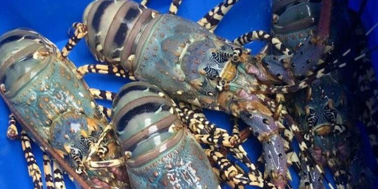 Trung Quốc chi 341 triệu USD bao mua gần như toàn bộ tôm hùm của Việt Nam