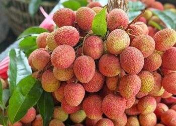 Vietnam's lychee output set to plunge this year