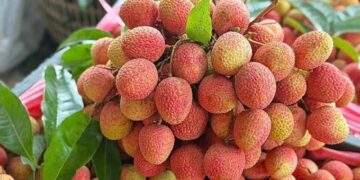 Vietnam's lychee output set to plunge this year