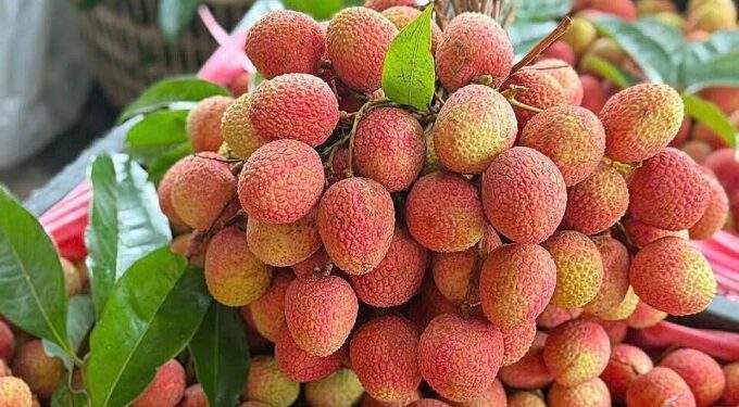Vietnam's lychee output set to plunge this year