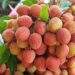Vietnam's lychee output set to plunge this year