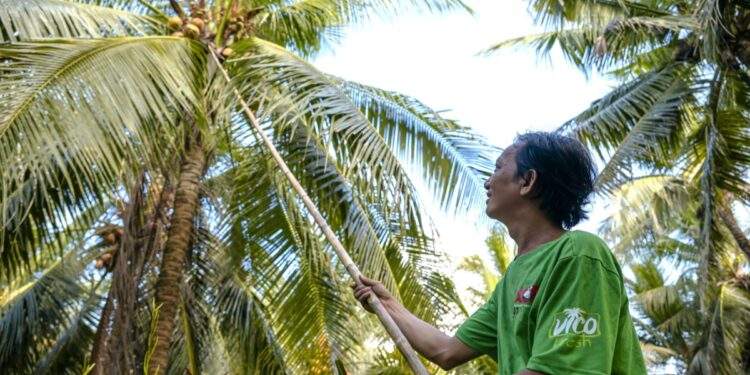 Vĩnh Long phát triển dừa, hướng tới xuất khẩu tỷ USD