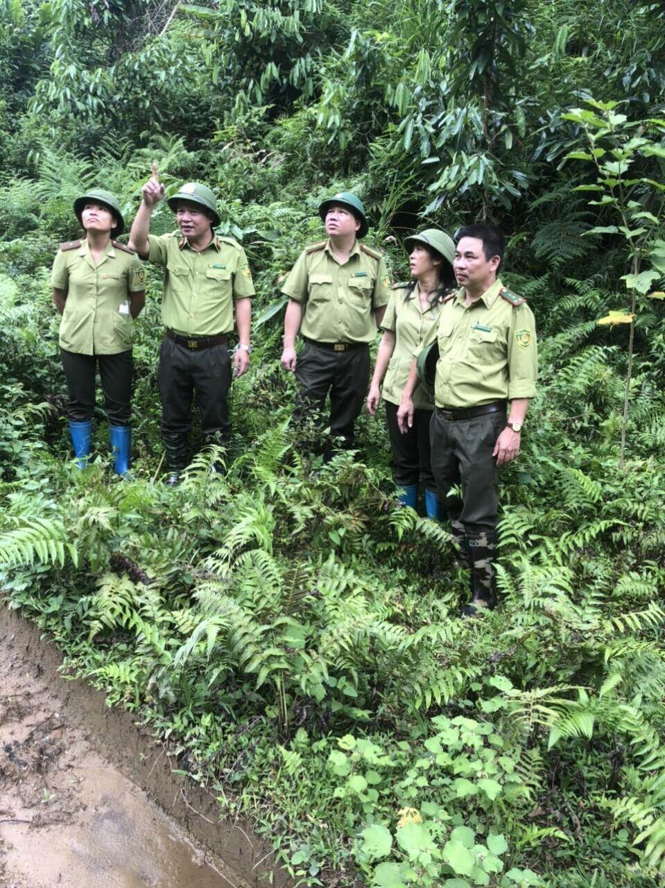 Ngành lâm nghiệp Thái Nguyên: Chú trọng phát triển lâm nghiệp bền vững giai đoạn 2021 – 2025 - Ảnh 3. Ngành lâm nghiệp Thái Nguyên: Chú trọng phát triển lâm nghiệp bền vững giai đoạn 2021 – 2025 - Ảnh 3.