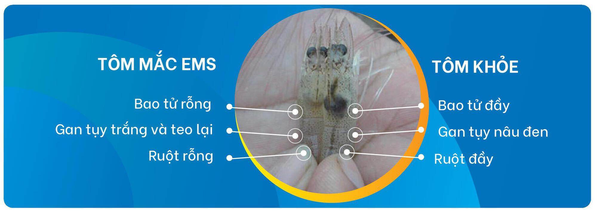 GROBEST chuẩn bị ra mắt giải pháp giúp người nuôi tôm chủ động bảo vệ trước EMS - Ảnh 1. GROBEST chuẩn bị ra mắt giải pháp giúp người nuôi tôm chủ động bảo vệ trước EMS - Ảnh 1.