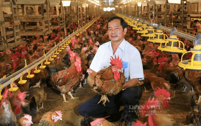 Ông Đinh Ngọc Khương trong trang trại gà lạnh của mình. Ảnh: Văn Dũng