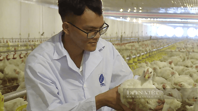 Kỹ thuật viên của chăm sóc sức khỏe đàn gà trong trang trại của bà Vân. Ảnh: Trần Khánh