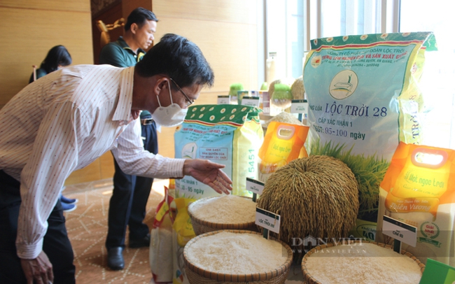 Khách hàng tham quan các giống lúa gạo đặc sản của Tập đoàn Lộc Trời. Ảnh: Trần Khánh Khách hàng tham quan các giống lúa gạo đặc sản của Tập đoàn Lộc Trời. Ảnh: Trần Khánh