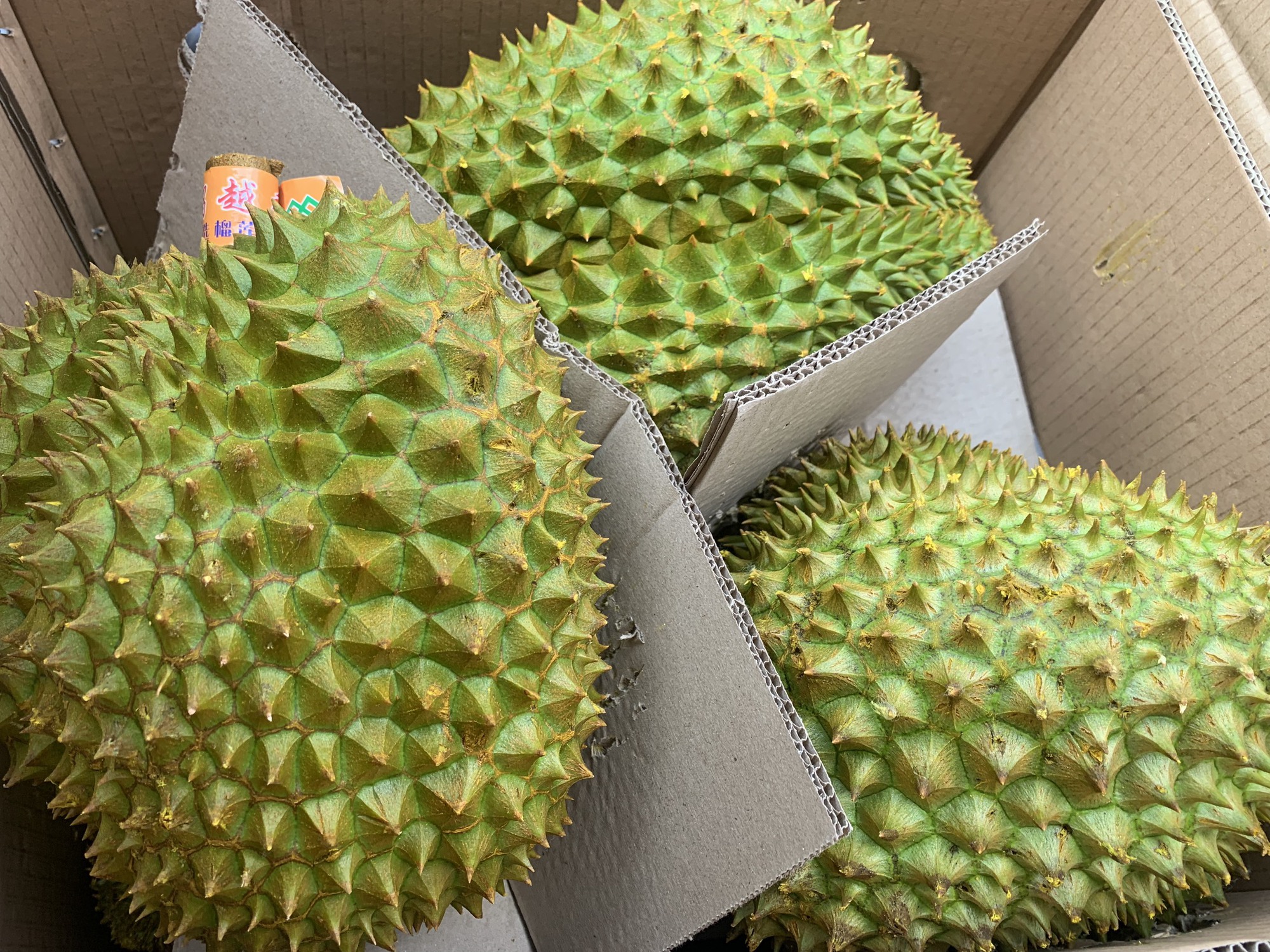 Sầu riêng có thêm nhiều mã số vùng trồng được xuất khẩu vào Trung Quốc - Ảnh 1. Sầu riêng có thêm nhiều mã số vùng trồng được xuất khẩu vào Trung Quốc - Ảnh 1.
